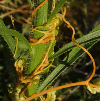 nutrition plante parasite cuscute cuscuta