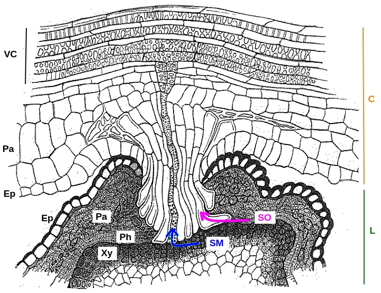 cuscute haustorium dessin microscopie