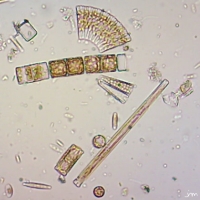 Biodiversité des diatomées de la Sorgue