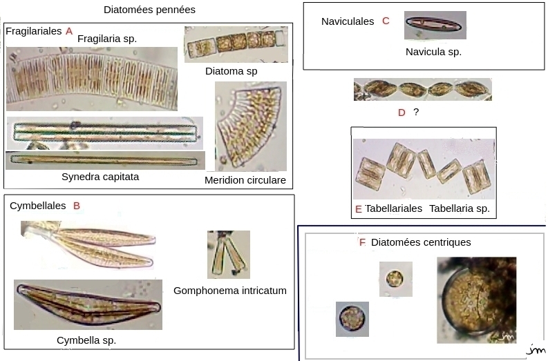 Diatomée clé clef identification