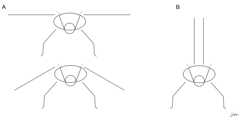 odonates anisoptères zygoptères ailes schéma