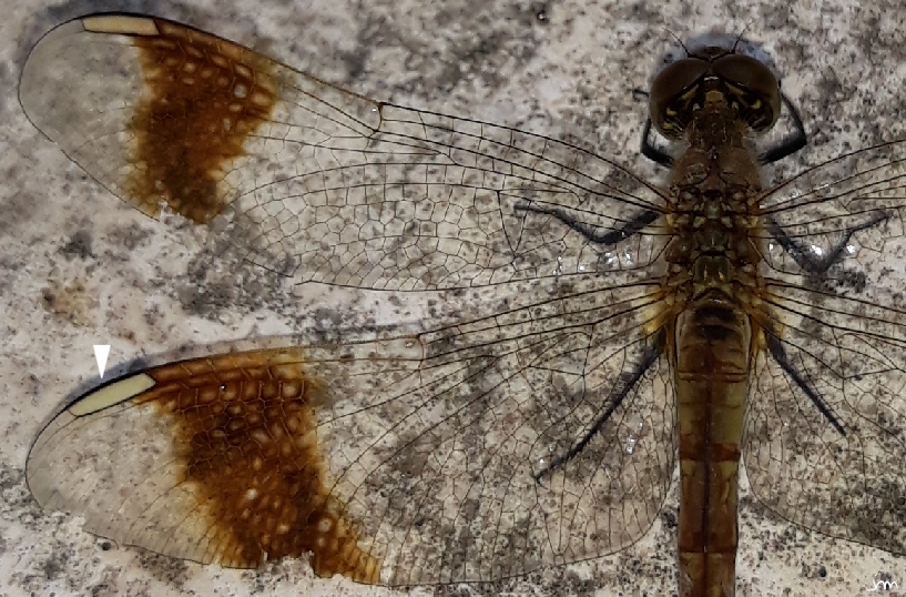 odonates anisoptères Sympetrum pedemontanum femelle ptérostigma