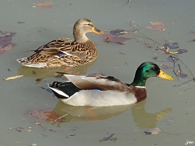 Canards Couple Anas platyrhynchos
