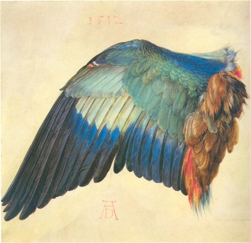 Aile rollier bleu Albrecht Dürer 1512