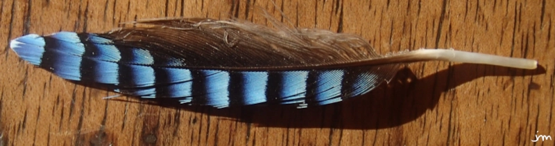 plume Garrulus glandarius