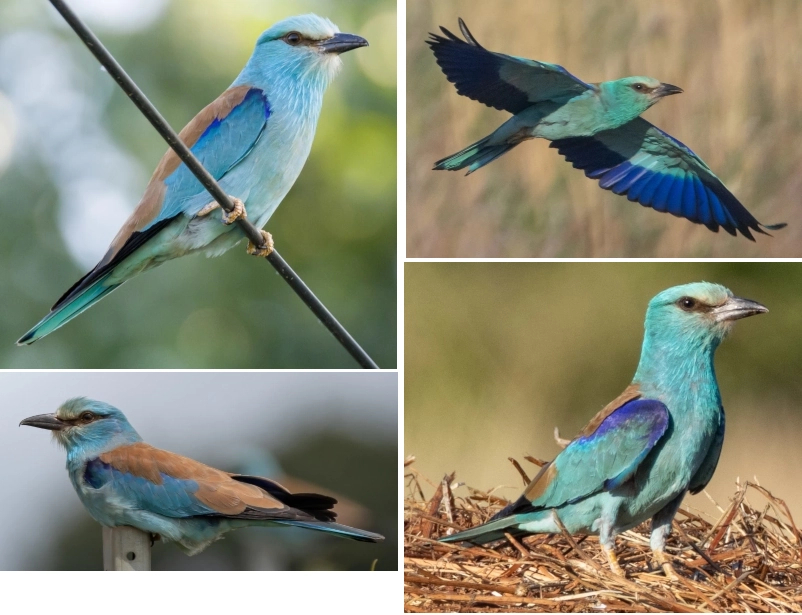 Rollier bleu Coracias garrulus