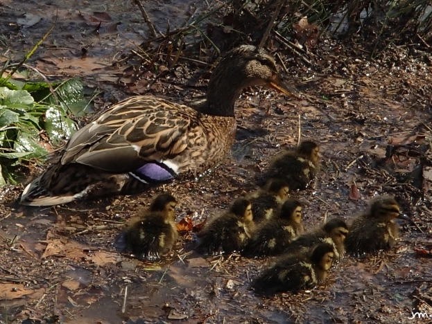 Canard femelle canneton Anas platyrhynchos