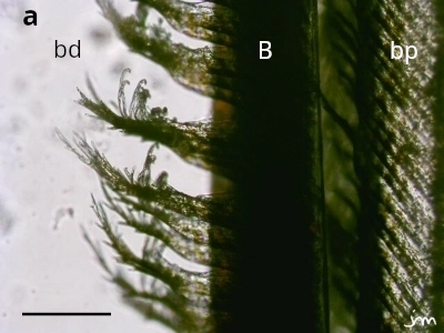 plume rollier barbe microscopie