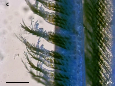 plume rollier barbe microscopie