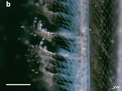 plume rollier barbe microscopie