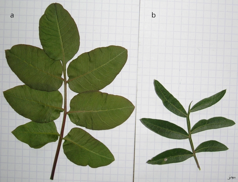 feuille pistacia terebinthus lentiscus