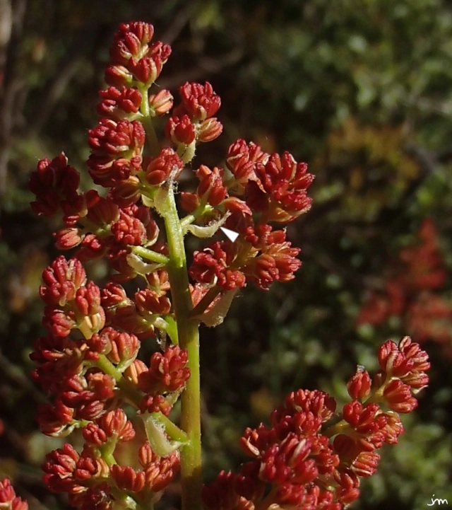 fleurs mâles pistachier