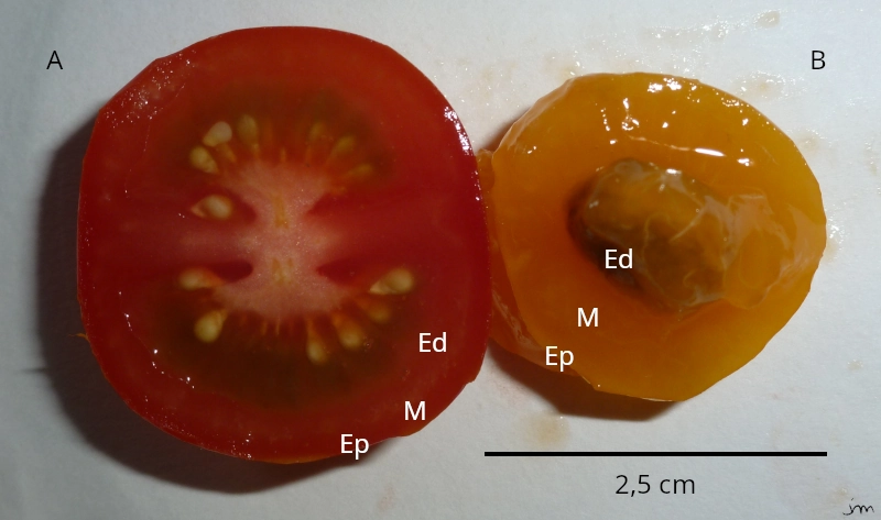 tomate baie prune drupe