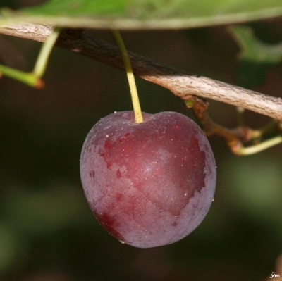 prune couleur