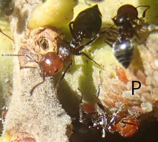 Quercus pubescens Crematogaster scutellaris cynipidé chêne blanc fourmi