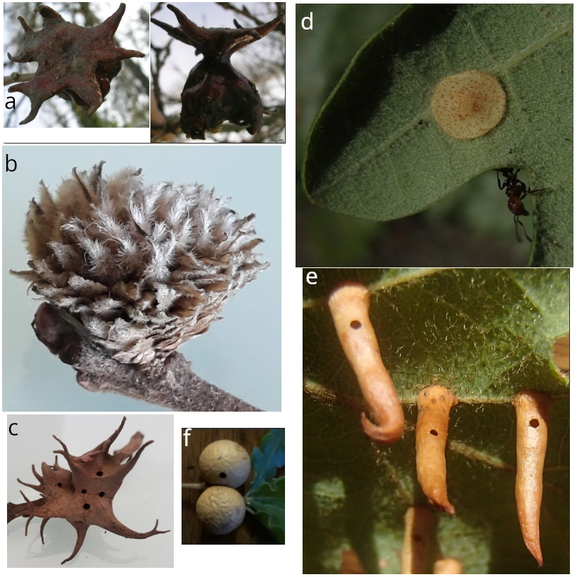 galle chêne blanc Quercus pubescens Andricus cynips