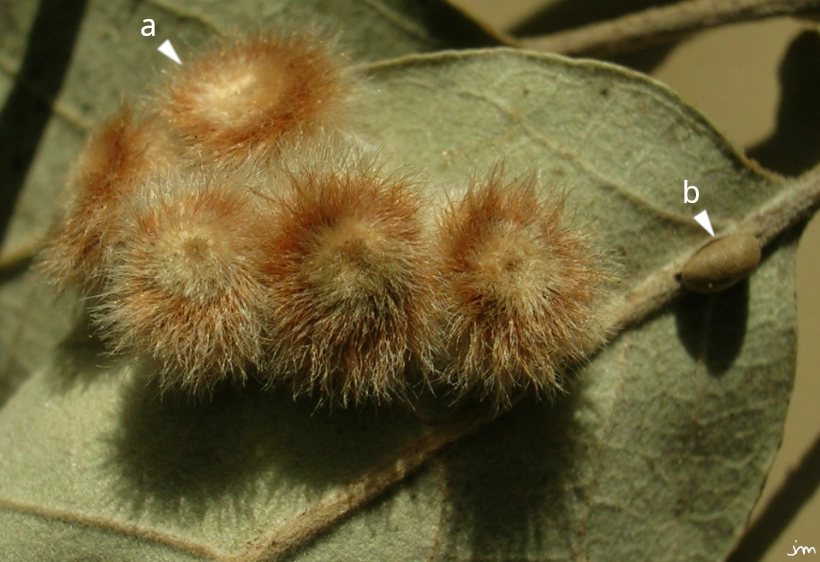 galle chêne liège Quercus suber Pseudoneuroterus saliens