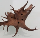 galle chêne Quercus pubescens Andricus coriarius Crematogaster scutellaris Cynips Neuroterus puceron fourmi