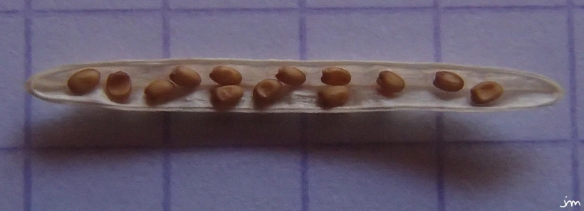 Diplotaxis tenuifolia Fruit graines