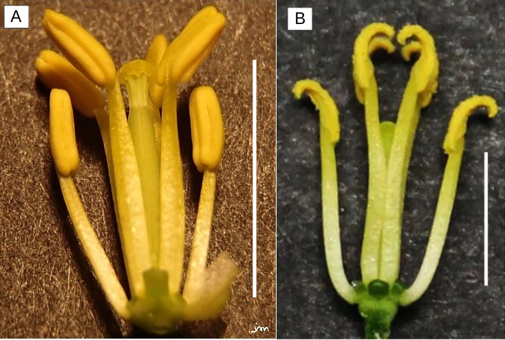 Diplotaxis tenuifolia Brassica napus androcée