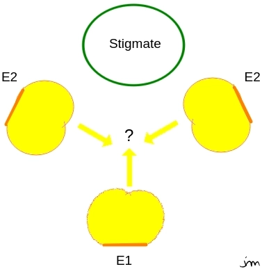 Diplotaxis tenuifolia déhiscence étamines