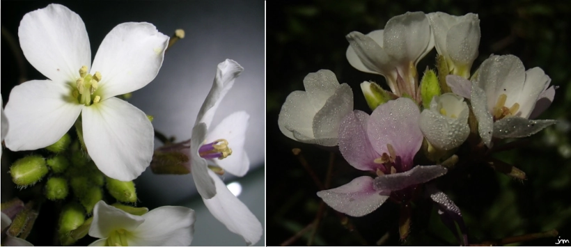 Diplotaxis erucoides anthocyane fleur