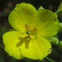 Brassicacées Brassicaceae Diplotaxis tenuifolia erucoides reproduction sexuée fleur fruit graine