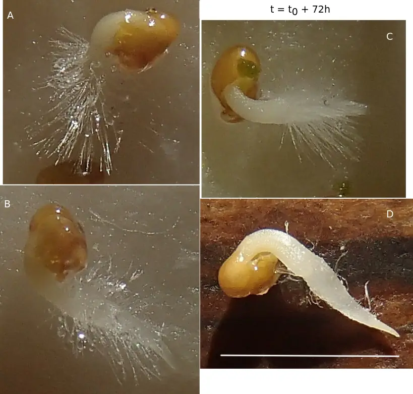 Diplotaxis tenuifolia erucoides graines germination