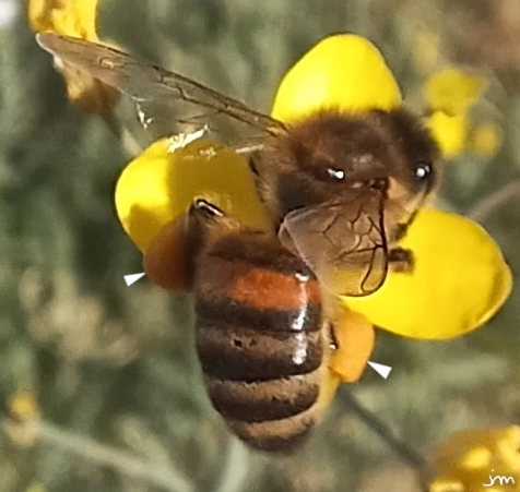 Diplotaxis tenuifolia Apis mellifera