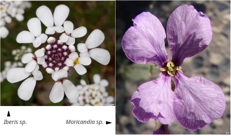 zygomorphie fleur Iberis Moricandia