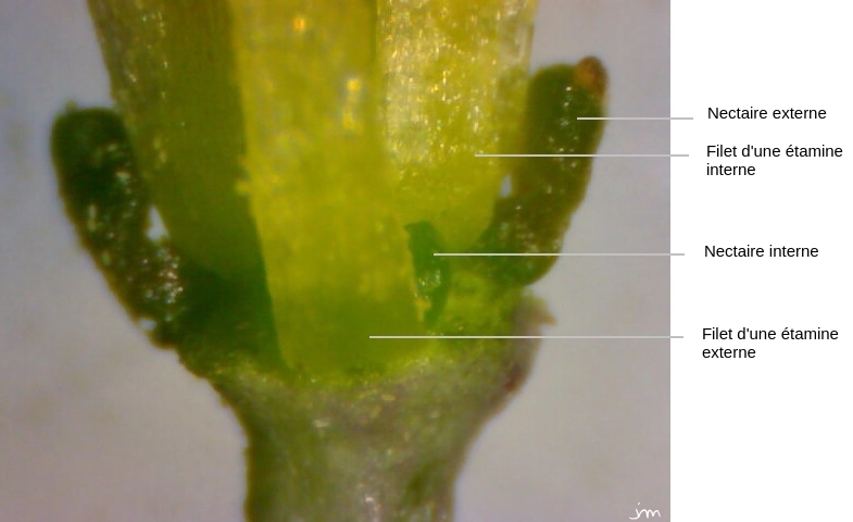 Diplotaxis tenuifolia nectaires