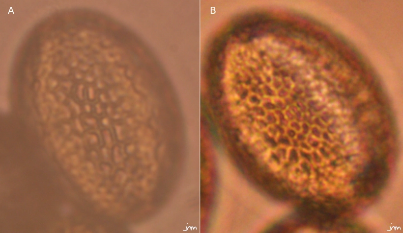 Diplotaxis tenuifolia erucoides pollen exine ornementation