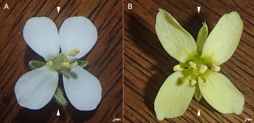 zygomorphie fleur Diplotaxis erucoides tenuifolia