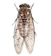 Cicada orni