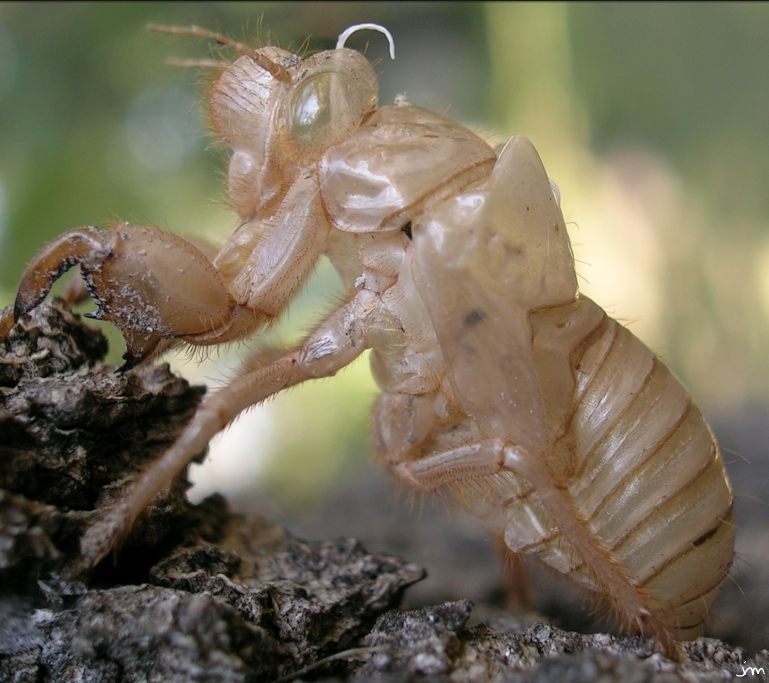 exuvie imaginale de Cicada orni