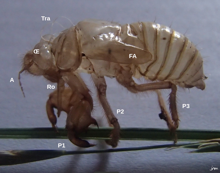 exuvie imaginale de Cicada orni
