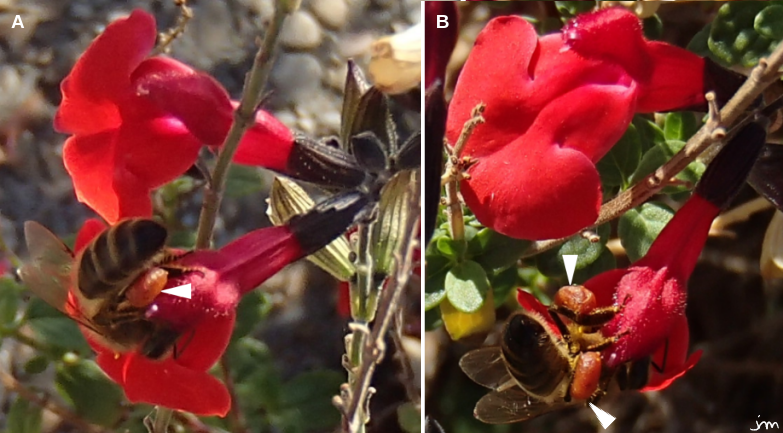 Apis mellifera pollen salvia sauge rouge