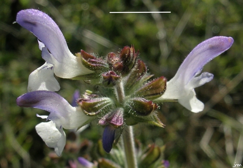 Salvia verbenaca fleur