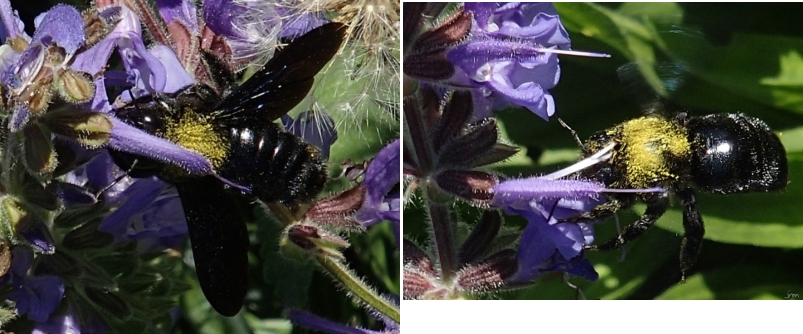 Xylocope Xylocopa violacea pollinisation sauge Salvia pratensis