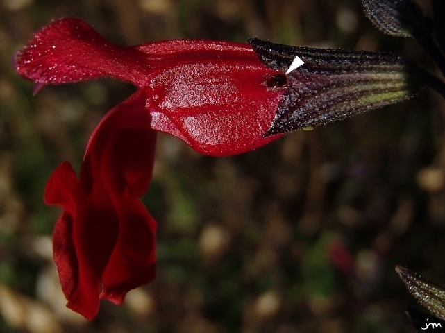 trou alimentation hyménoptère corolle sauge rouge