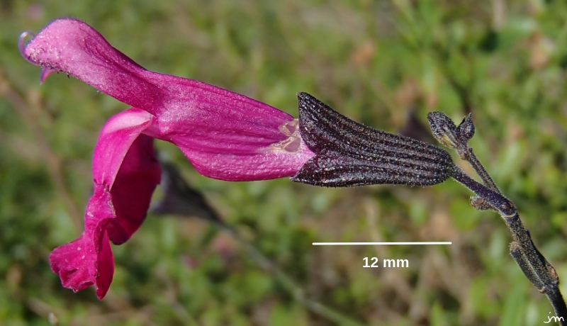 trou alimentation butineur corolle sauge rouge rose