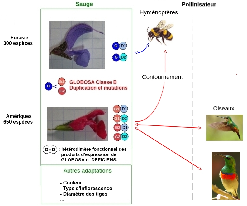 Évolution sauge pollinisateur hyménoptère oiseaux colibri