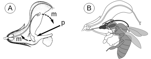 Pédalier des sauges Sauge salvia pédalier lever