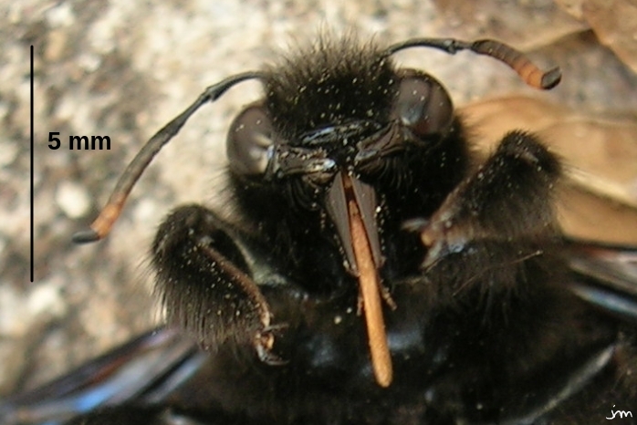 Pièces buccales dont la langue du Xylocope violet Xylocope Xylocopa violacea tête langue glosse