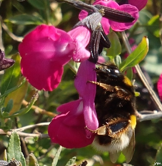 Bourdon sur sauge mexicaine à Saragosse (es) Bombus Salvia