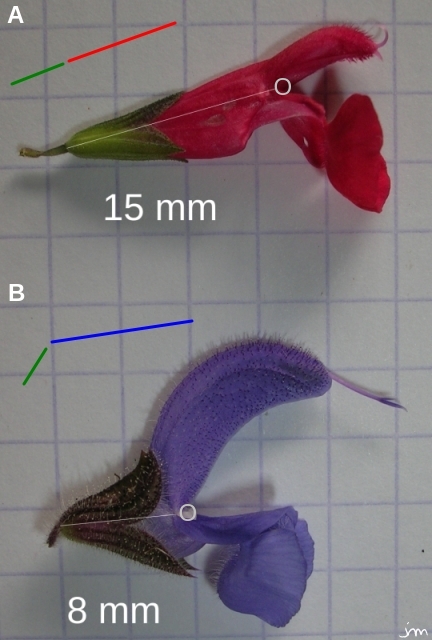 Comparaison morphologique Comparaison fleur Salvia pratensis microphylla