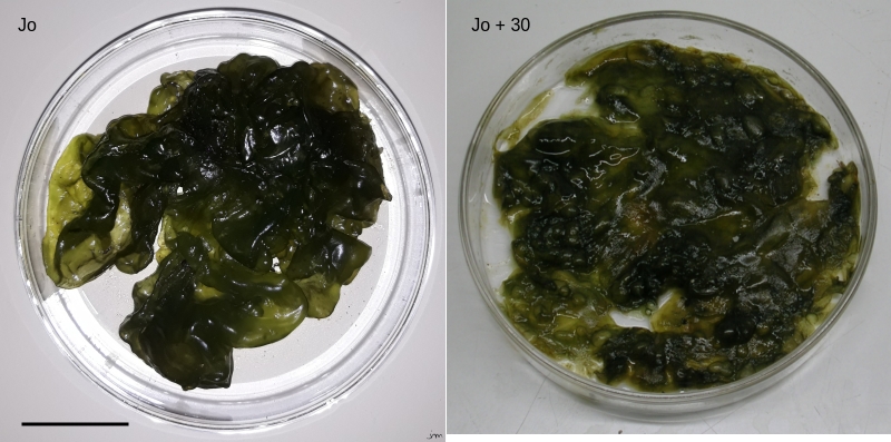 Crachat de lune Nostoc cyanobactérie