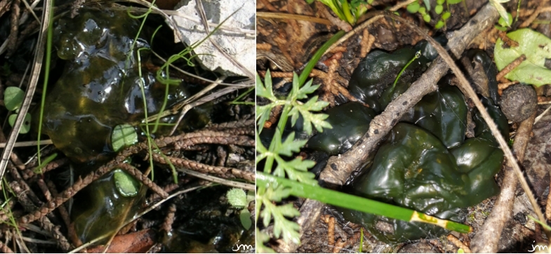 Crachat de lune Nostoc