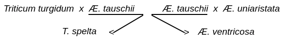 Parenté entre le blé et Æ. ventricosa