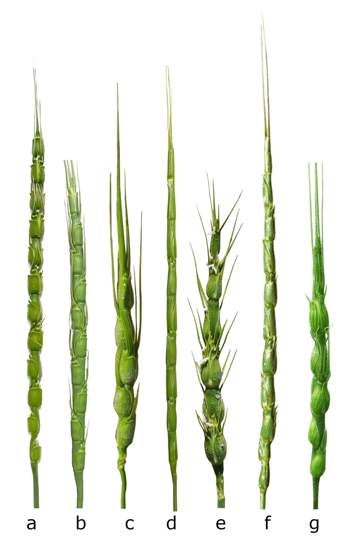 Ægylops sp.